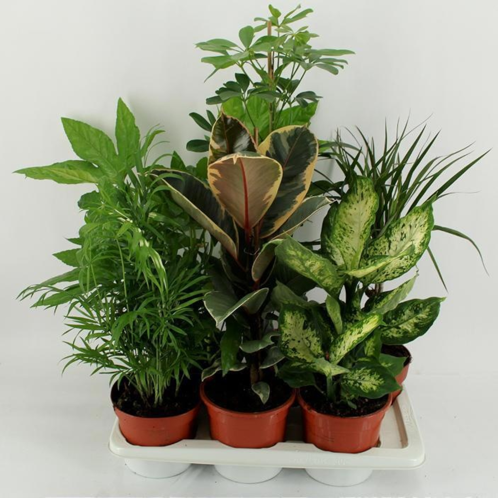 M-6 Mixtplanten in tray.