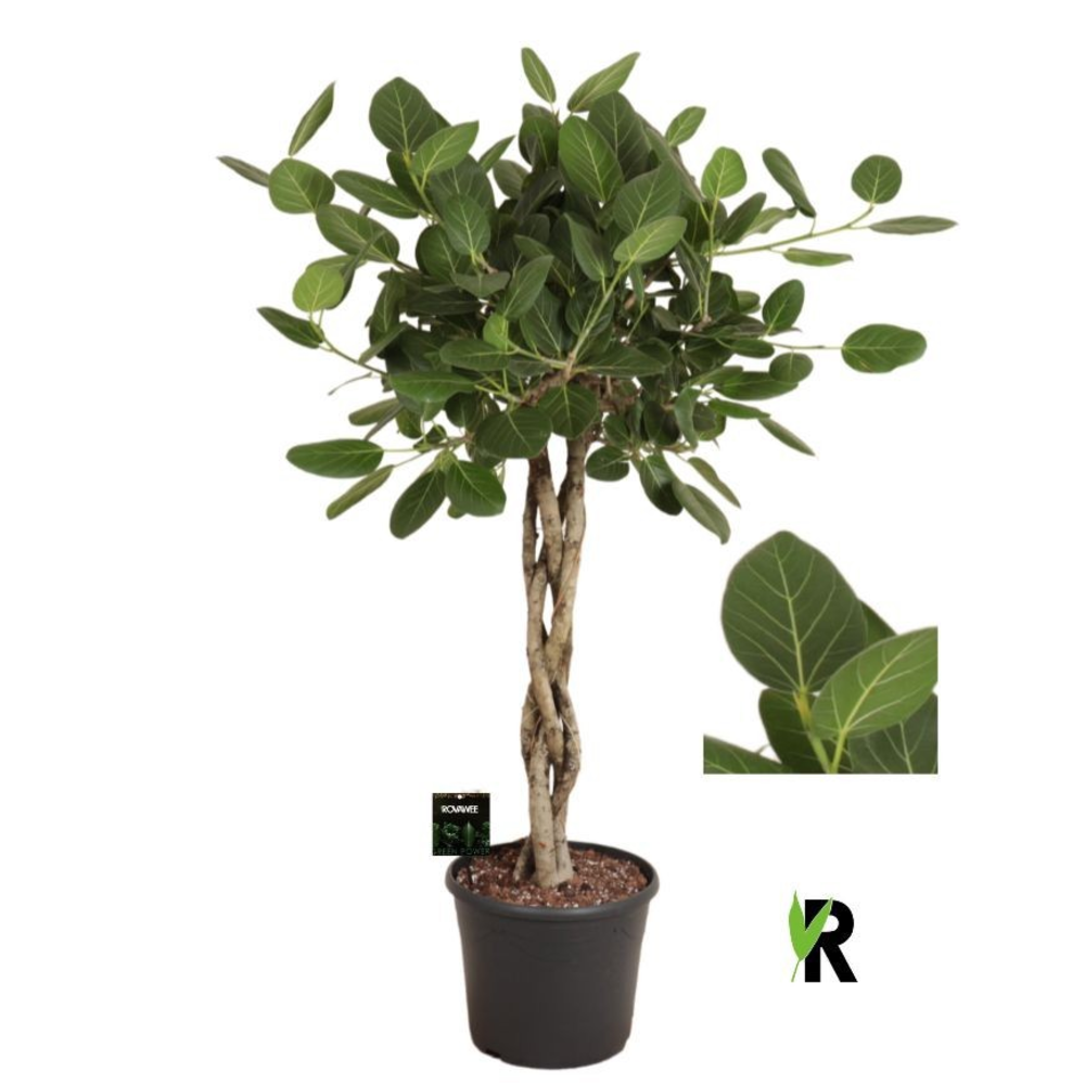 Ficus bengh Audrey melted braid.