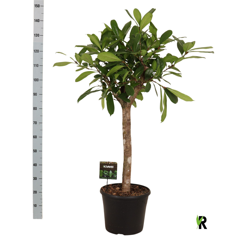 Ficus Cyathistipula op stam.