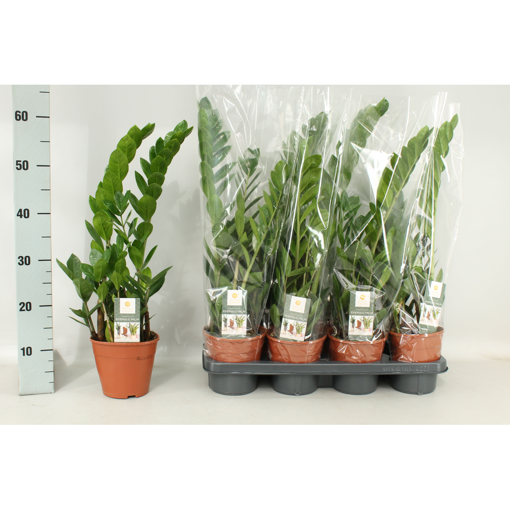 Zamioculcas 14cm.