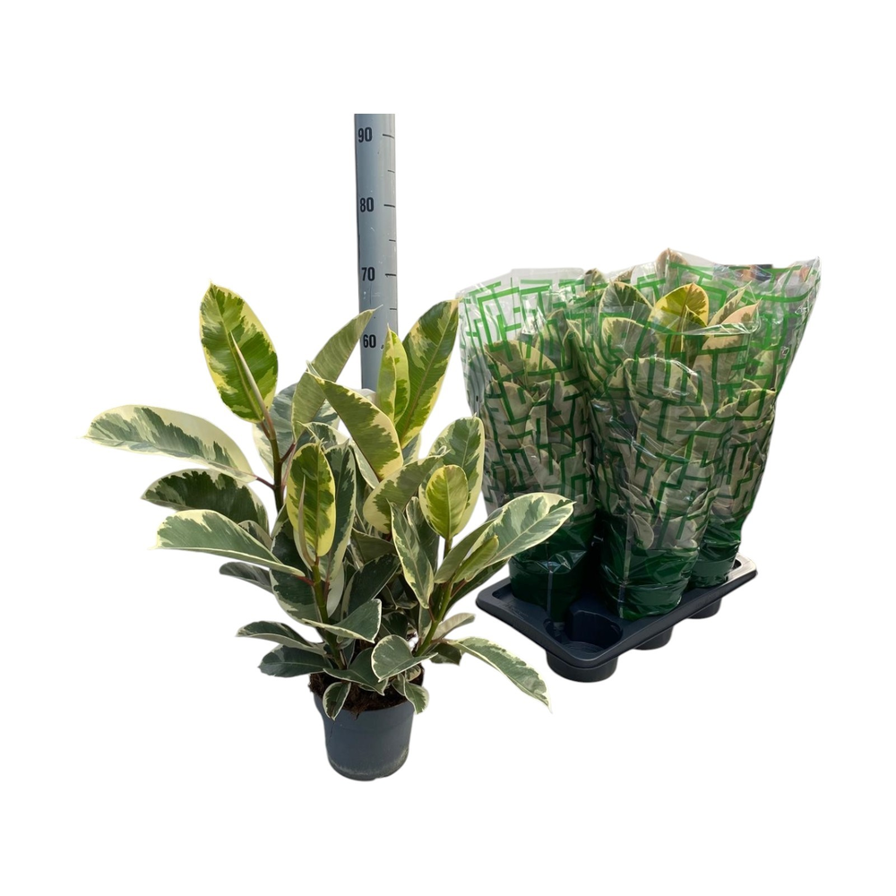 Ficus elastica Tineke Branch P17.