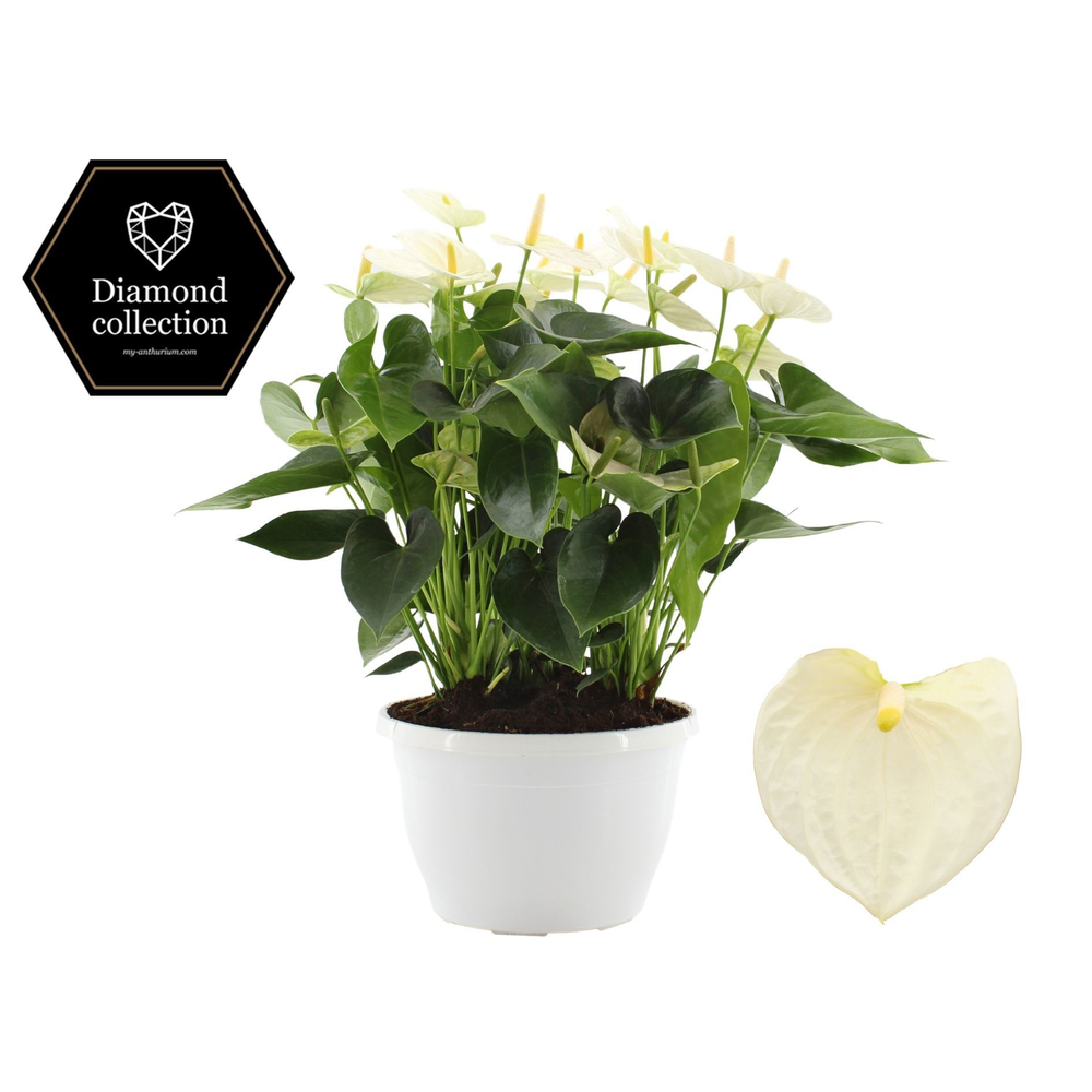 Anthurium Cocos in Marly plastic bowl.