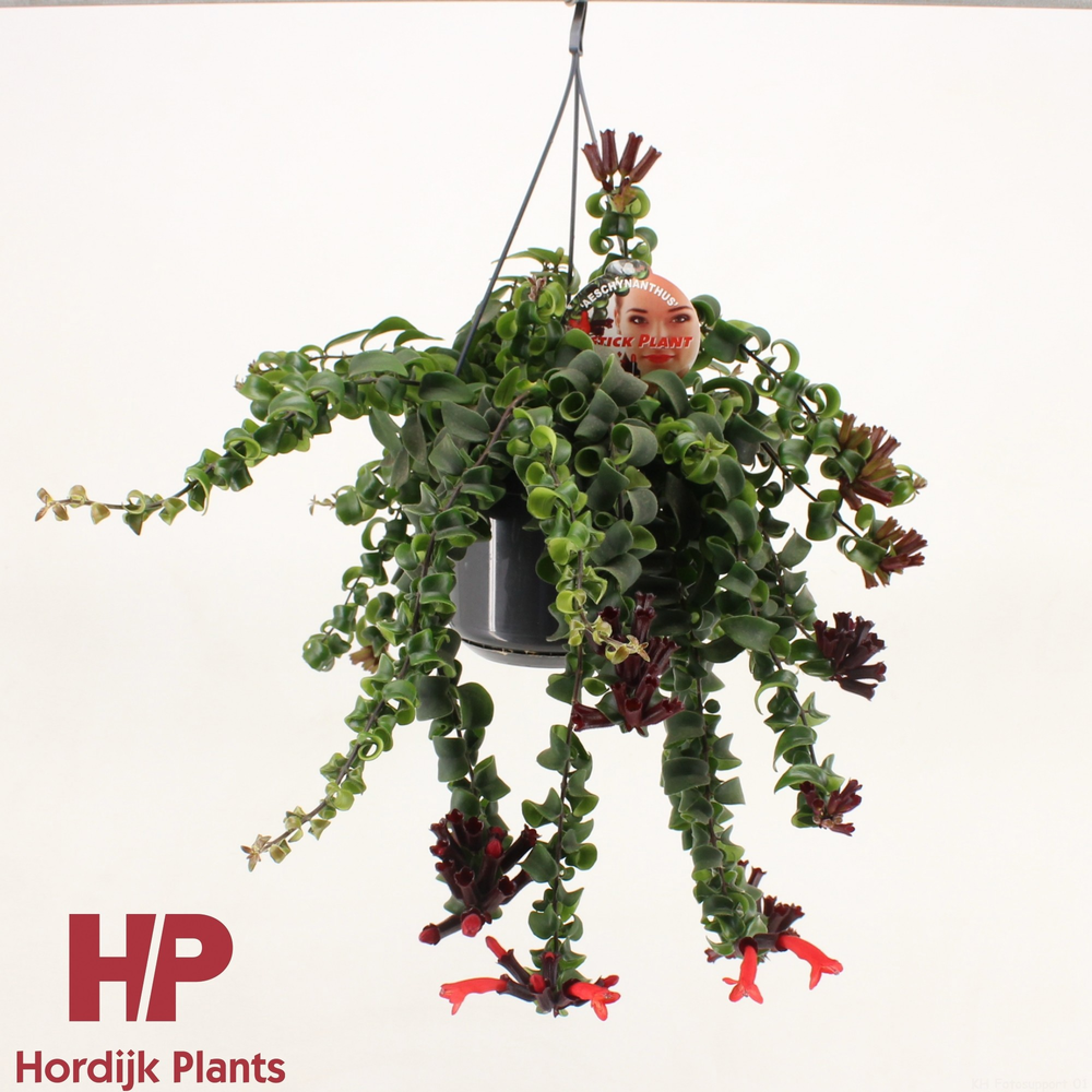 Aeschynanthus 'Bluster'.