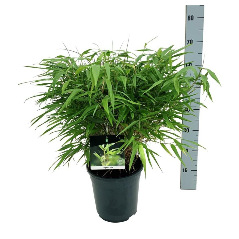 Fargesia rufa.