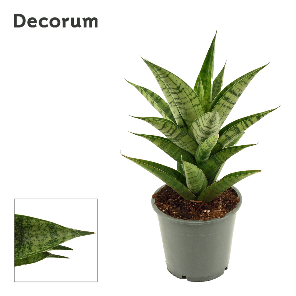 Sansevieria Brilliant crown 12 cm (Decorum).