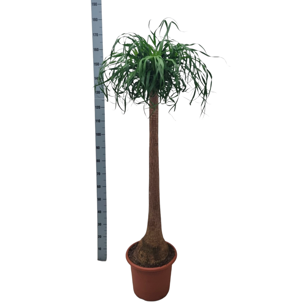 Beaucarnea 40 cm recht.