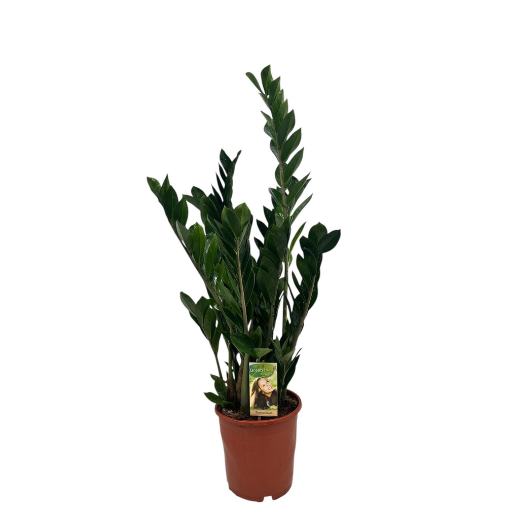 Zamioculcas 8 veren.