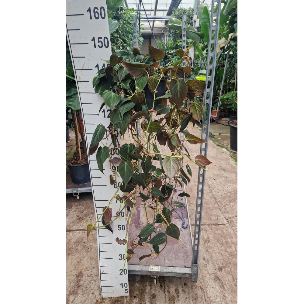 Philodendron Micans hangplant.