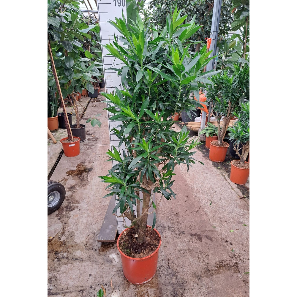 Dracaena Reflexa Pleomele 170.