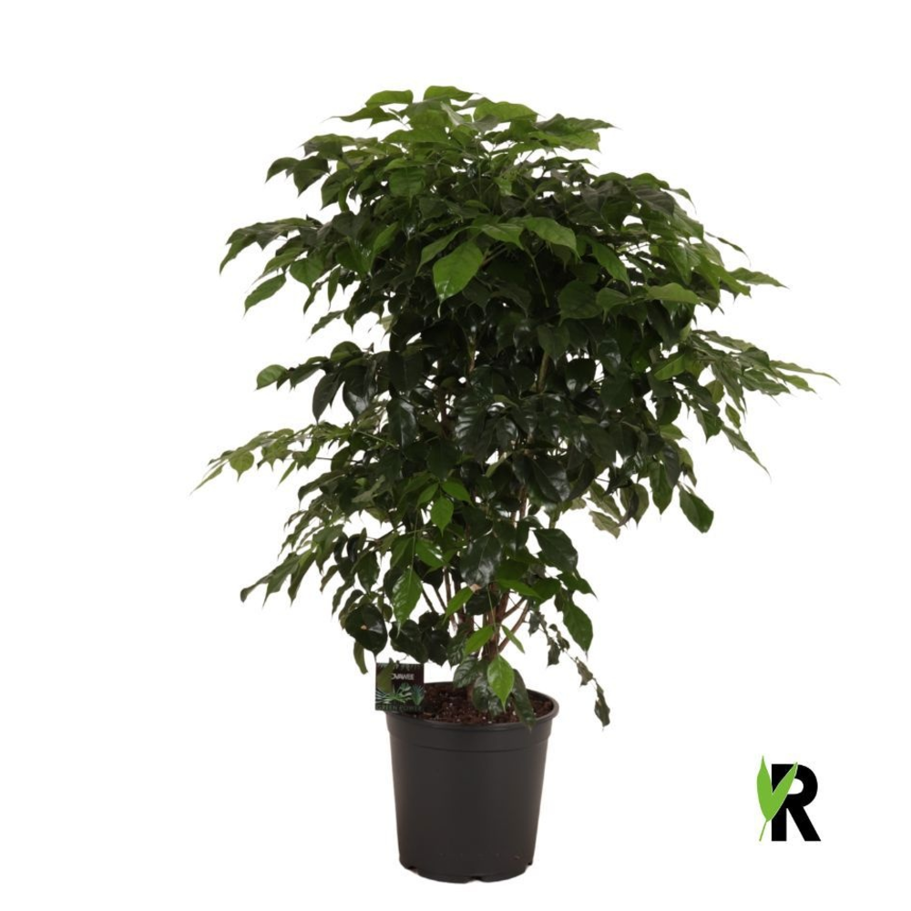 Radermachera Sinica vertakt.