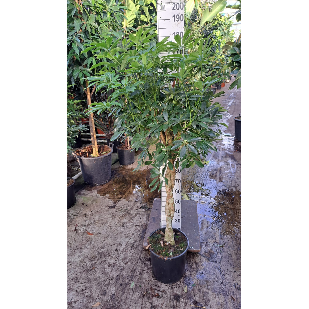Schefflera Compacta twister 180.