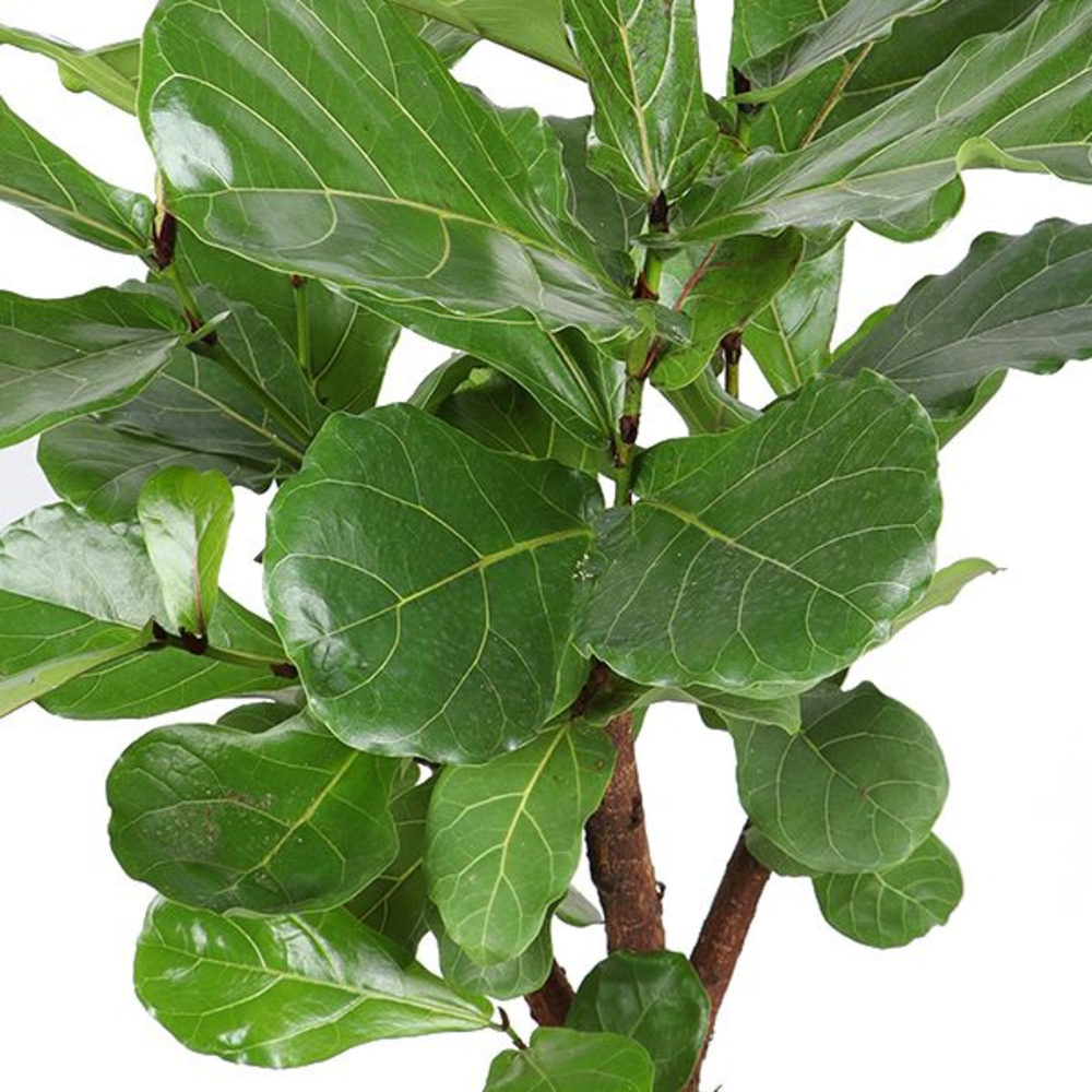 Ficus Lyrata Vertakt p24.