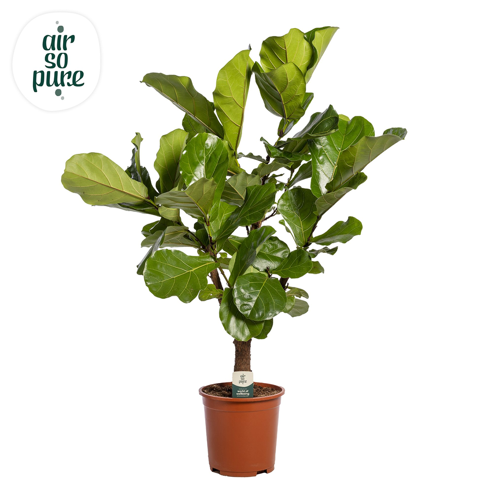 Ficus Lyrata Vertakt p24 (Air so Pure).