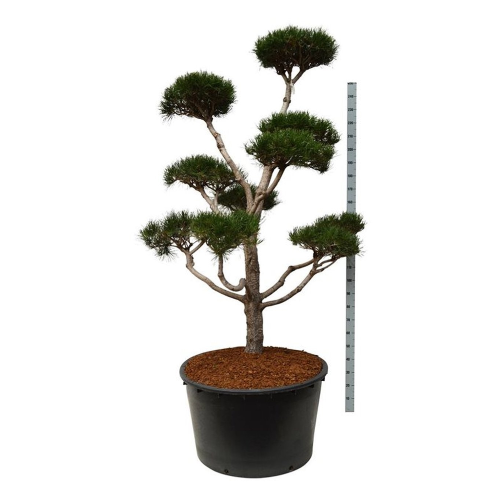 Pinus contorta.
