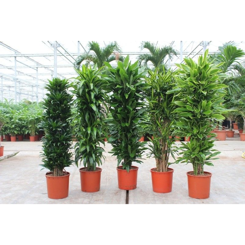 Dracaena fragrans Mixkar 34.