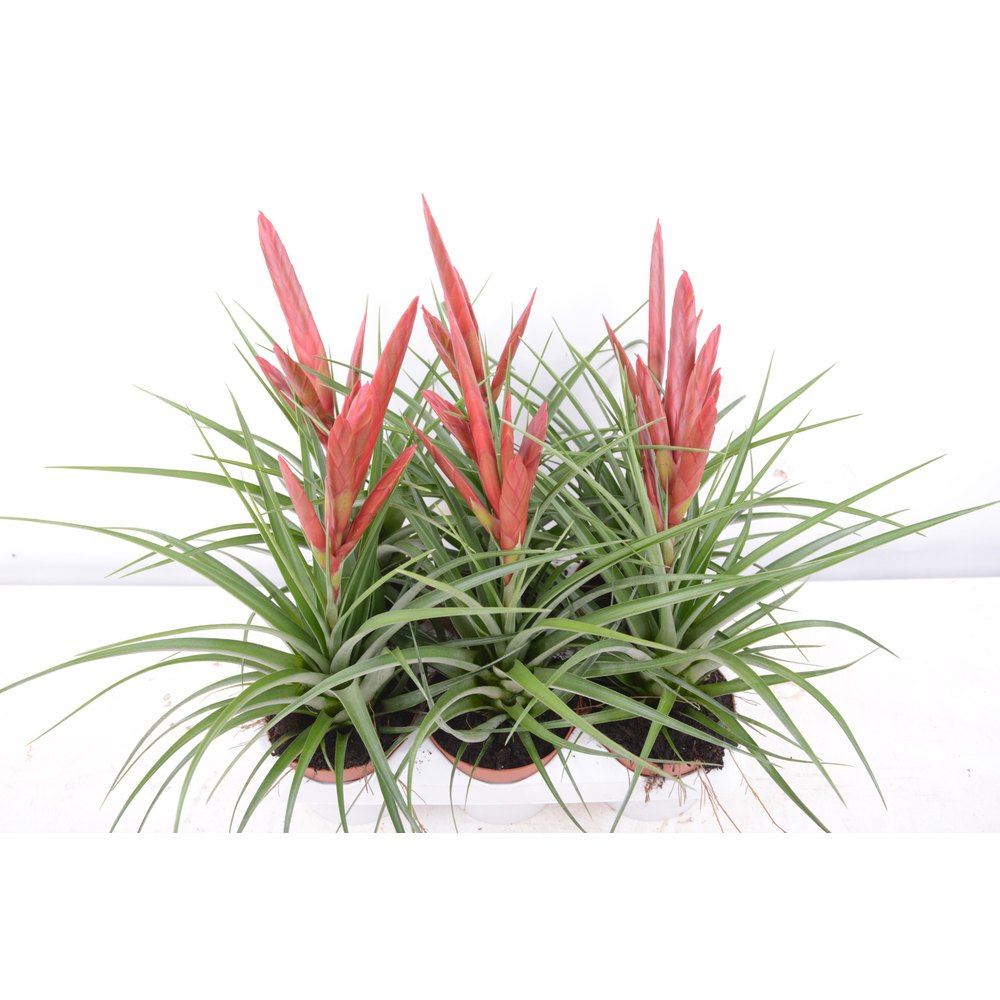 Tillandsia mizuki.
