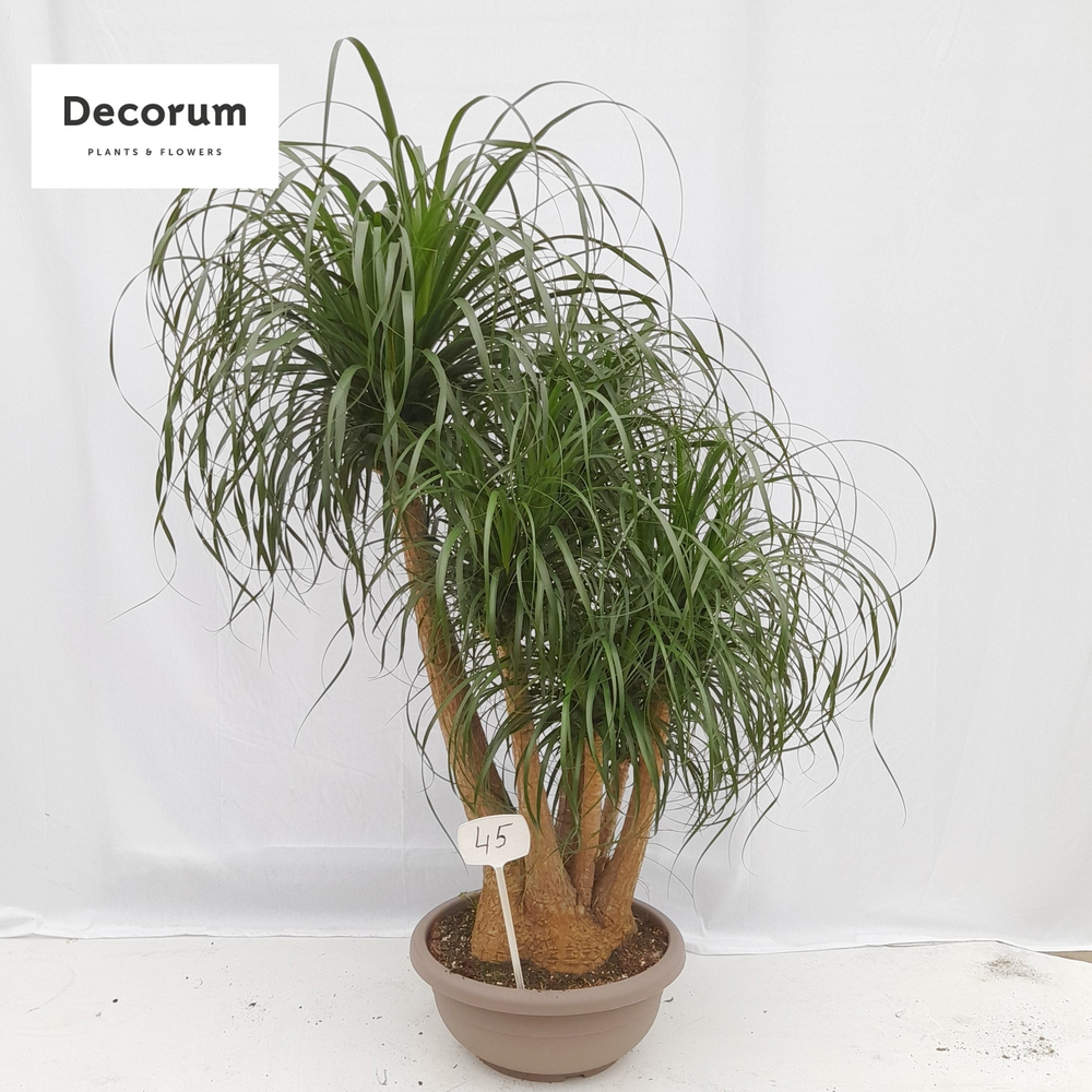 Beaucarnea vertakt op nummer 45.