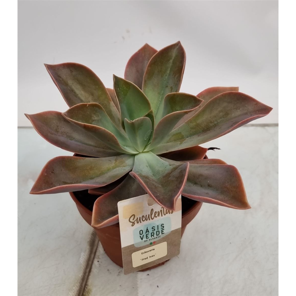 Echeveria Fred Ives.