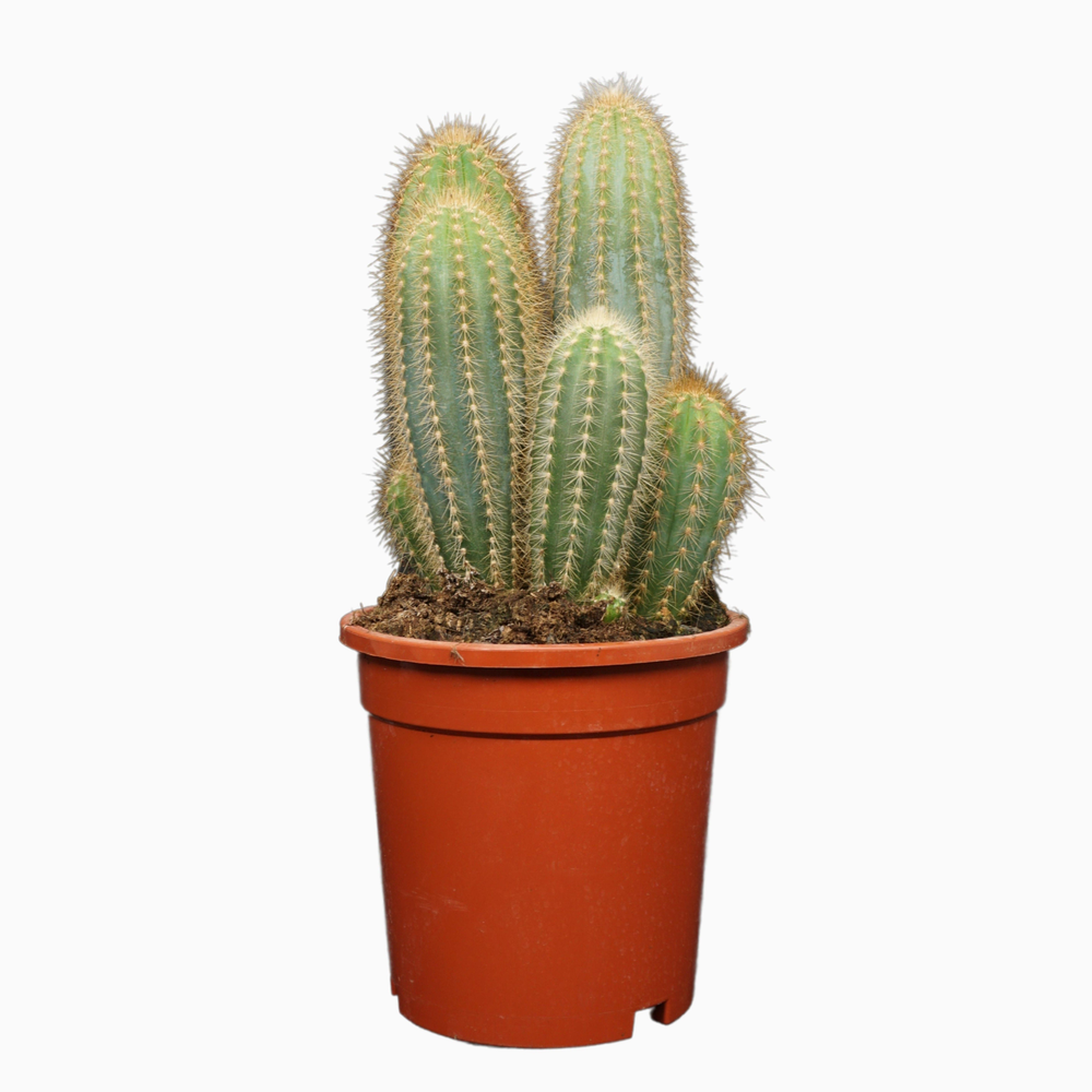 Pilosocereus pachycladus 17 cm.