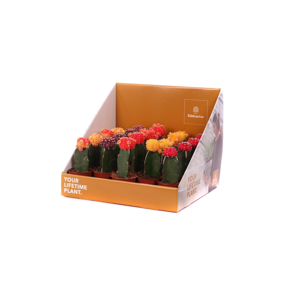 Cactus geent 5,5 cm in showdoos your lifetimeplant.