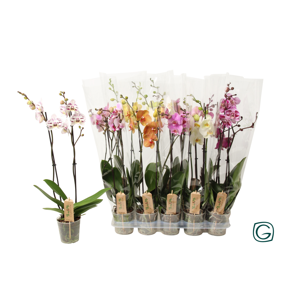 Phal. 2 tak mix 14+.