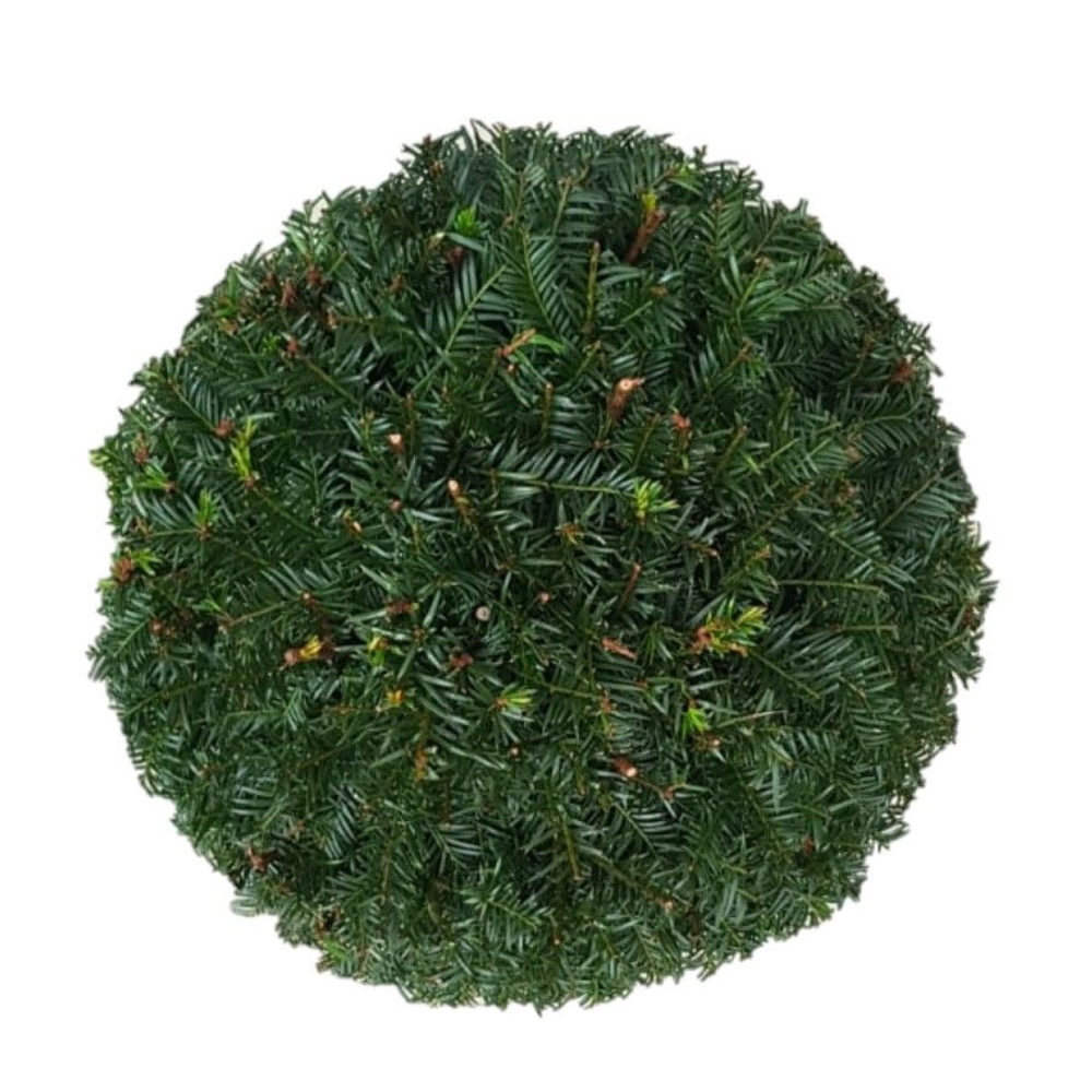 Taxus baccata Bol p28 (th) stam 50 Ø30-+ ©.