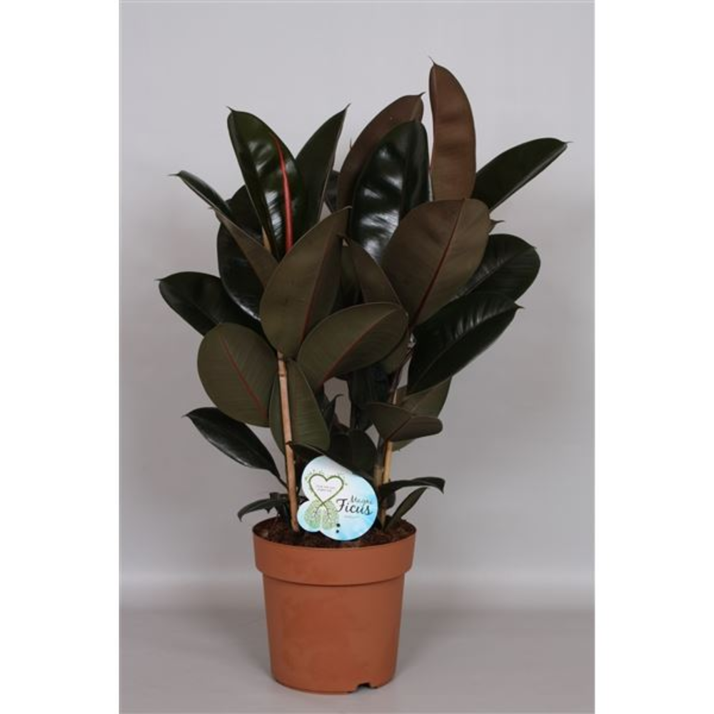 Ficus El Abidjan.