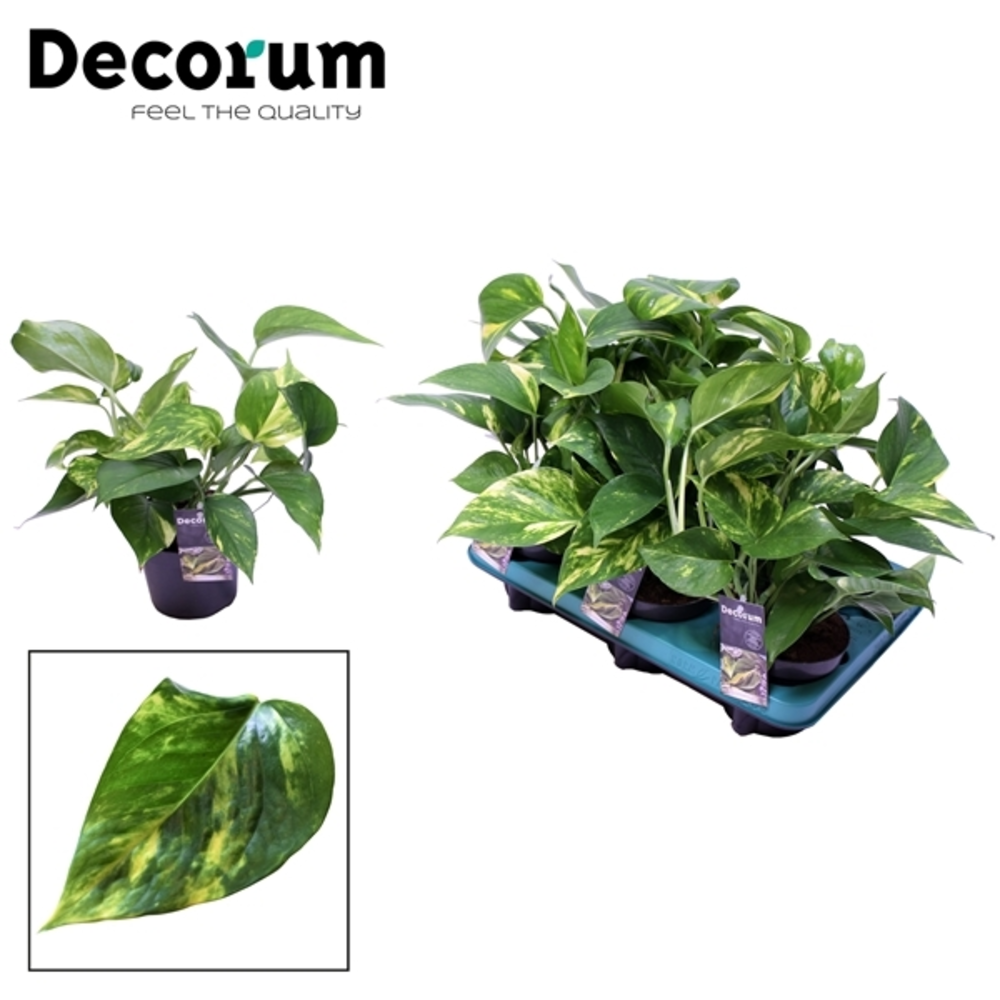Scindapsus (Epipremnum) Aureum (DECORUM).