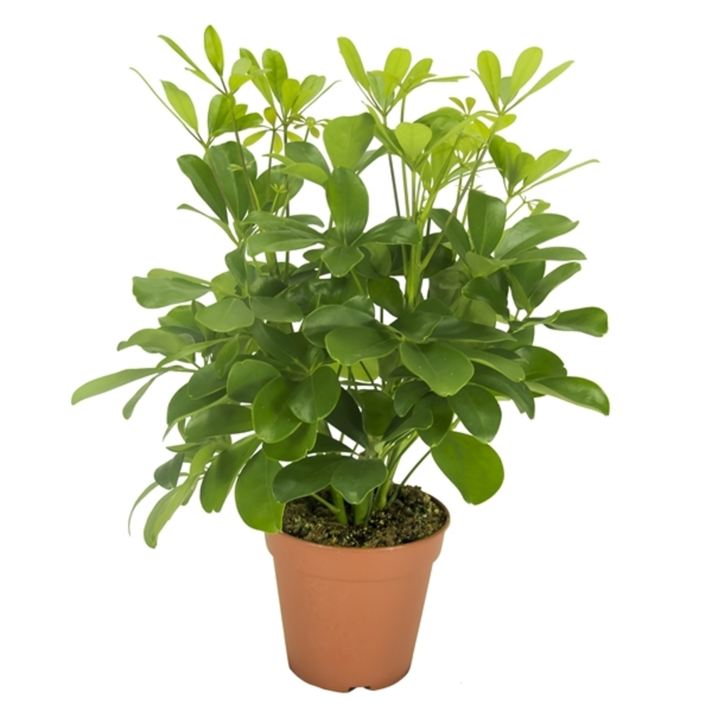 Schefflera Nora.