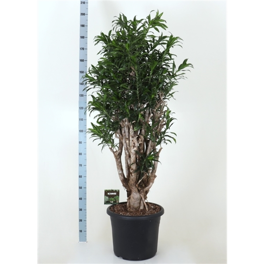 Dracaena Song or Costa Rica.