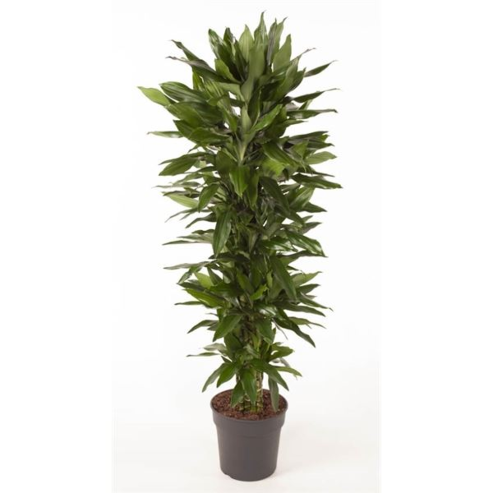 Drac janet lind Spray.