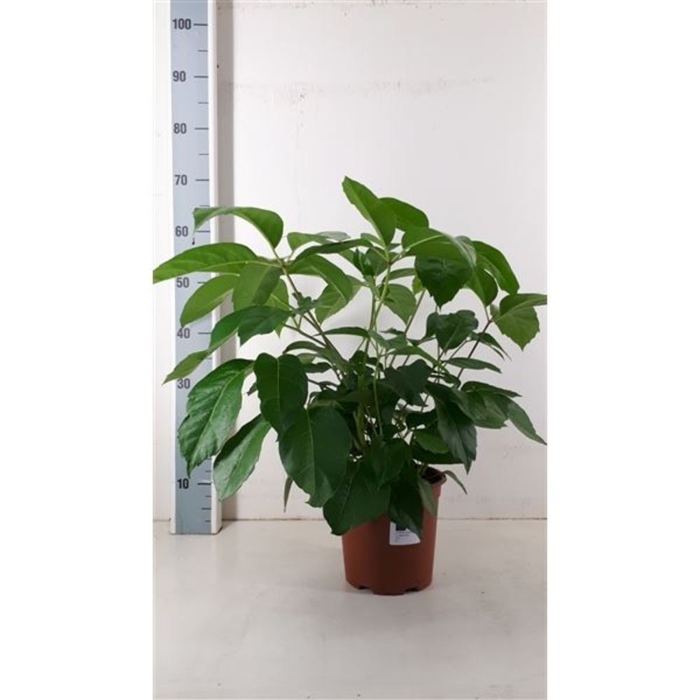 Schefflera Amate.