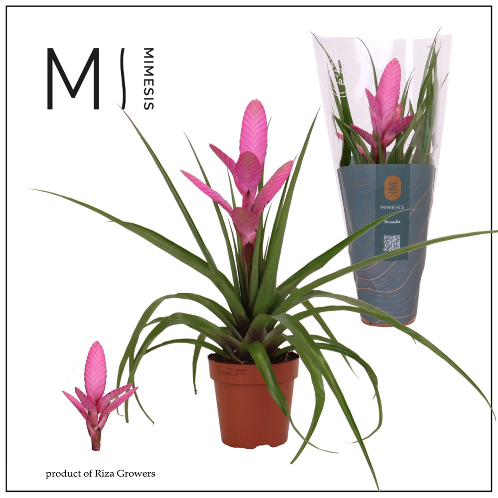 Mimesis Tillandsia Antonio - 12 cm.