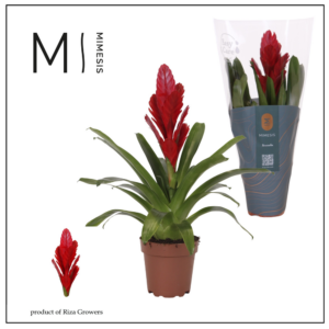 Mimesis Vriesea Intenso Red - 12 cm.