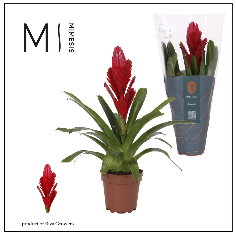 Mimesis Vriesea Intenso Red - 12 cm.