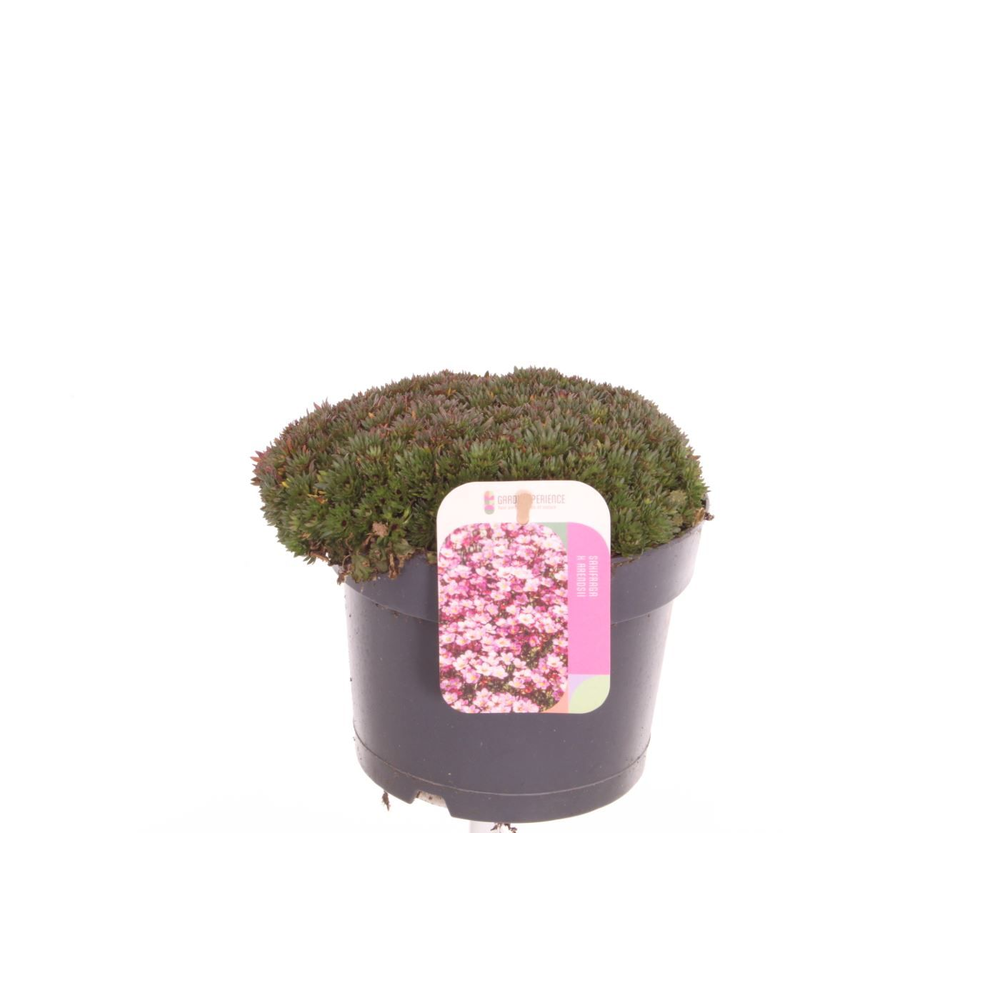 Saxifraga Pixi Pan Red.