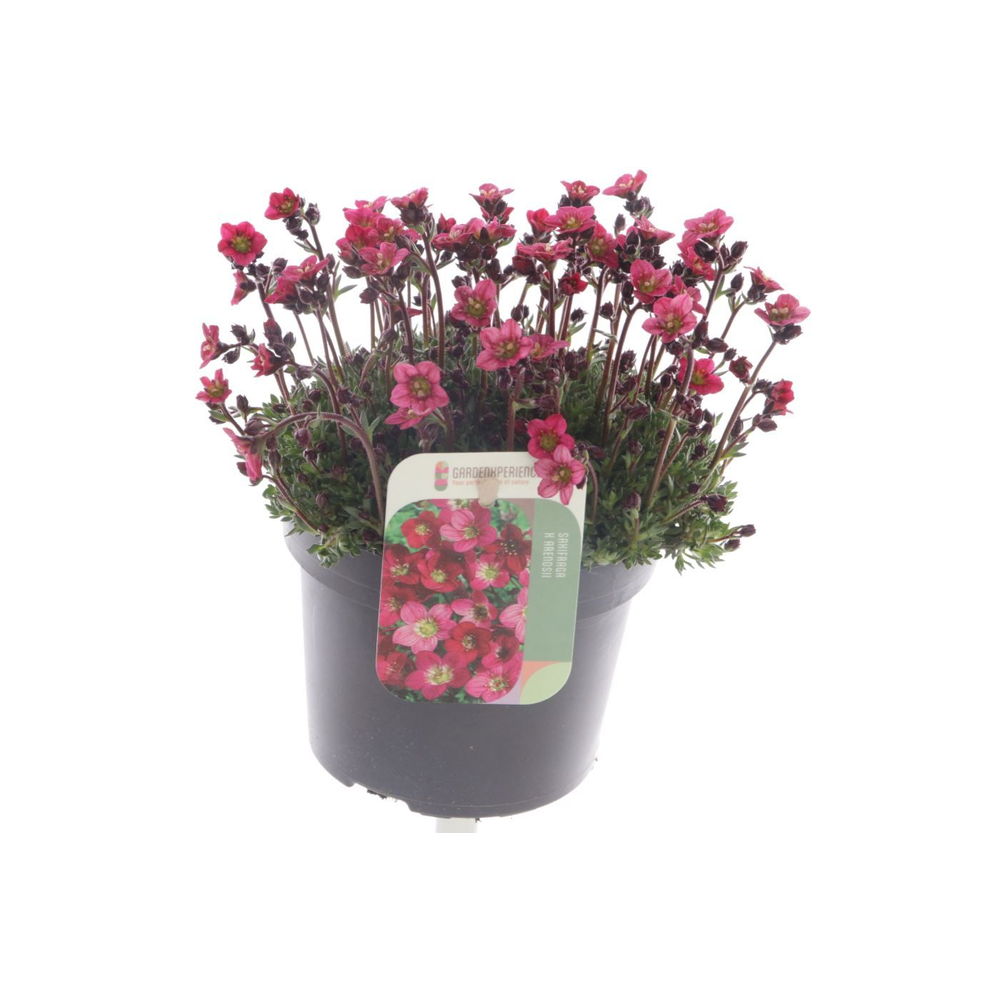 Saxifraga Saxony Red.