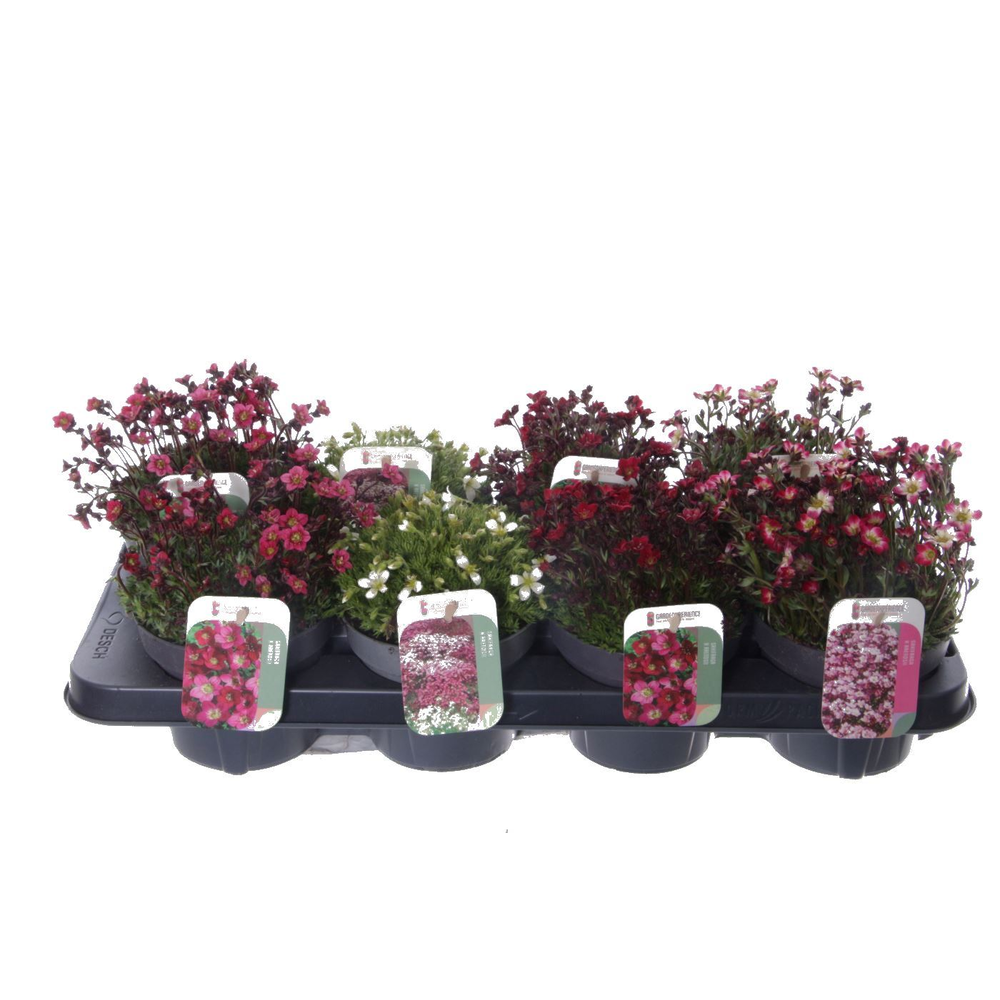 Saxifraga mix in tray.