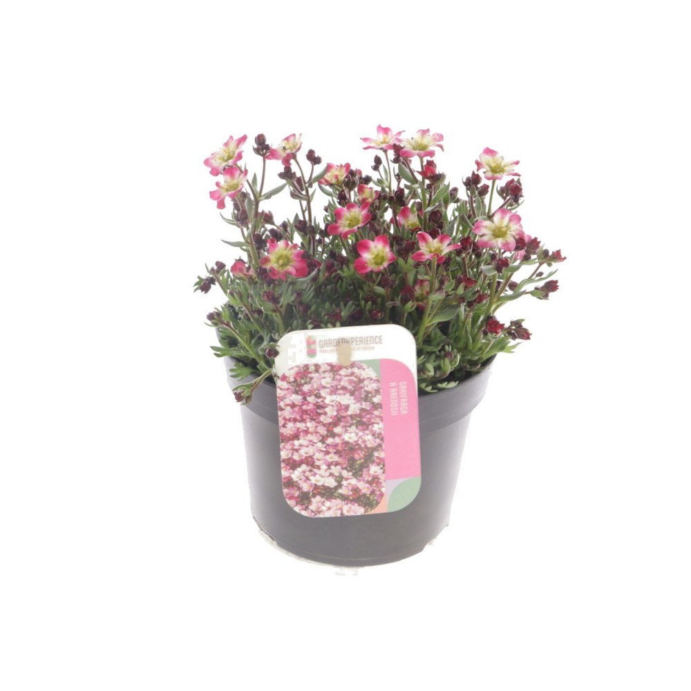 Saxifraga Arendsii Marto Picotee Re.