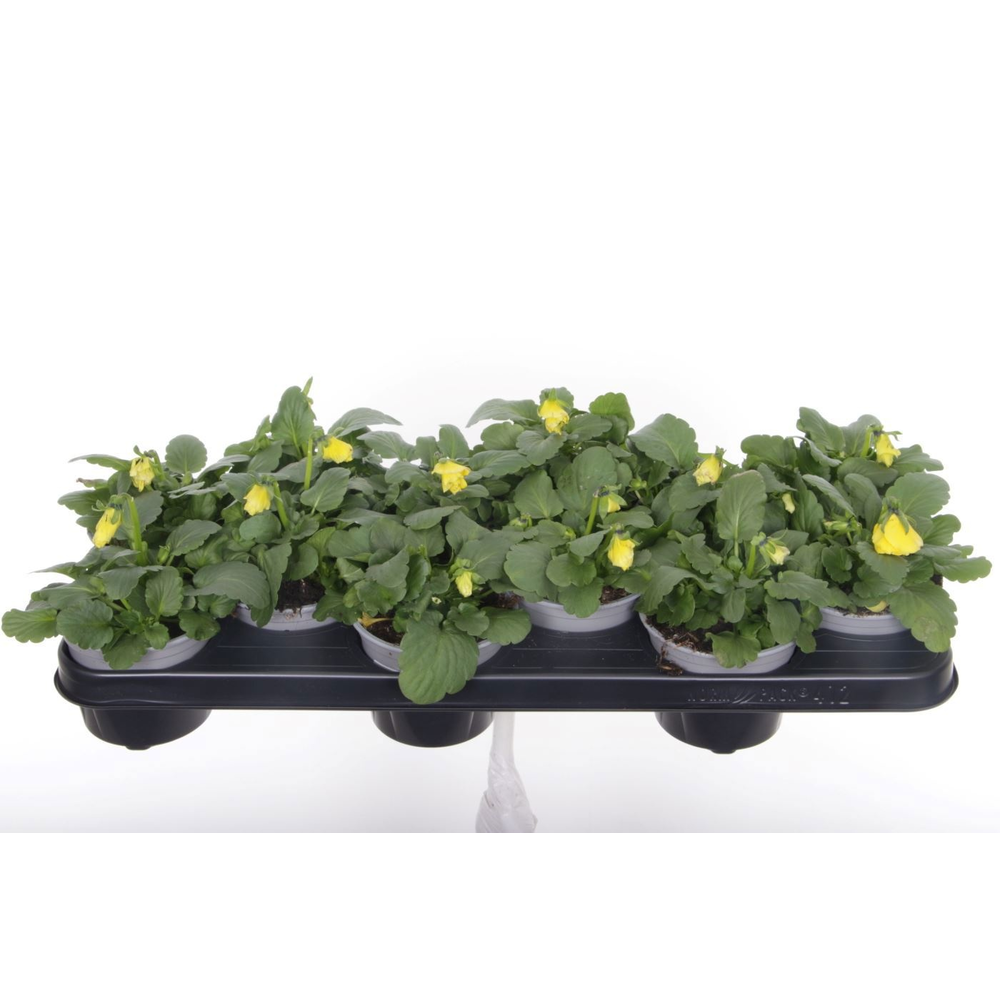 Viola witt.Delta Yellow with Blotch.