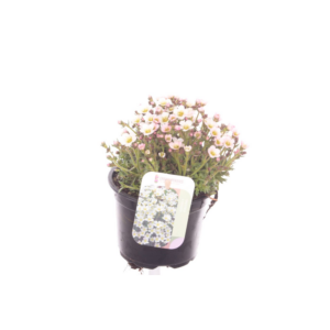 Saxifraga Ice Colours Pearl White.