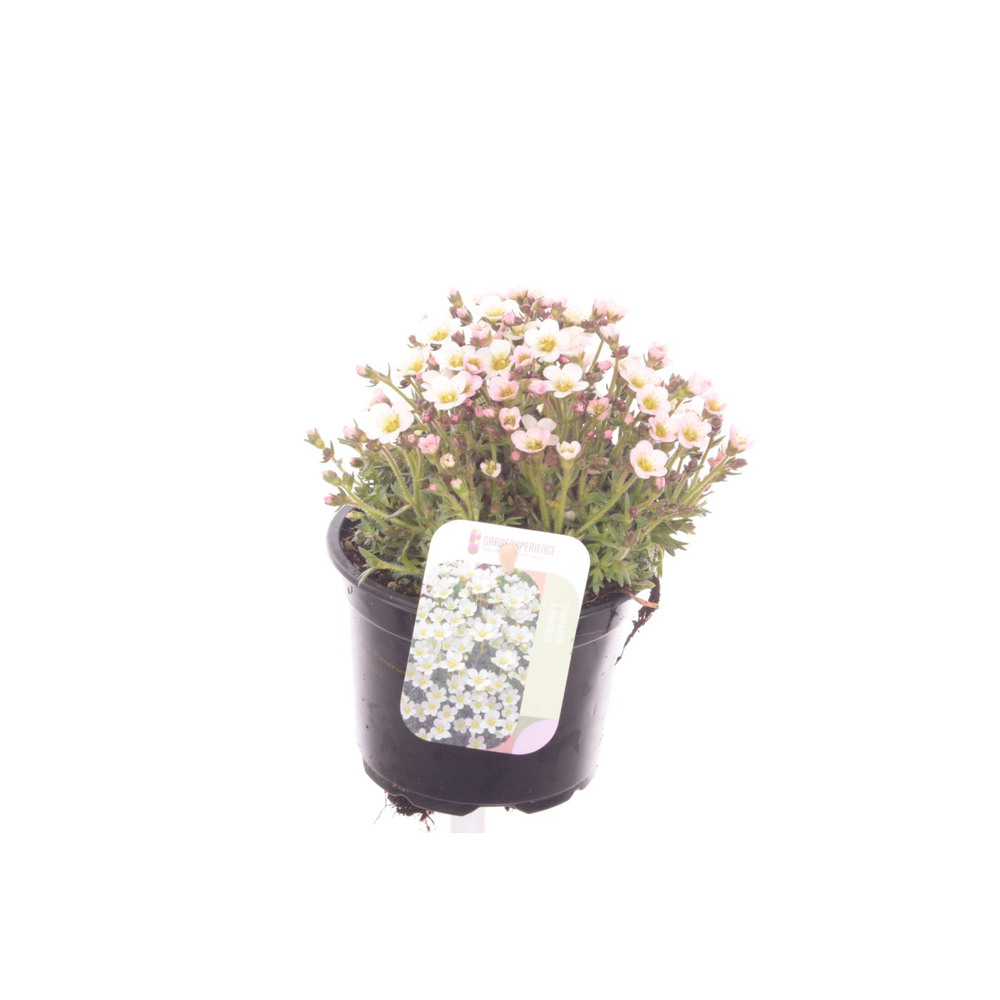 Saxifraga Ice Colours Pearl White.