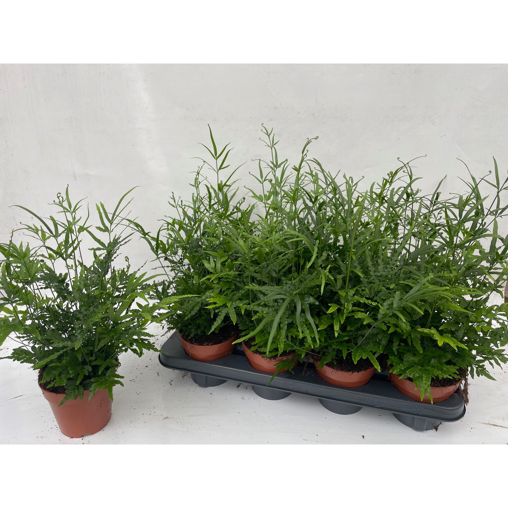 Pteris Ensiformis 'Immergrün'.