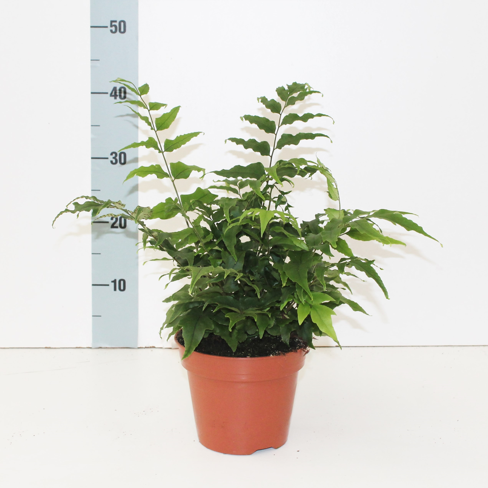 Cyrtomium Fortunei (Winterhard).