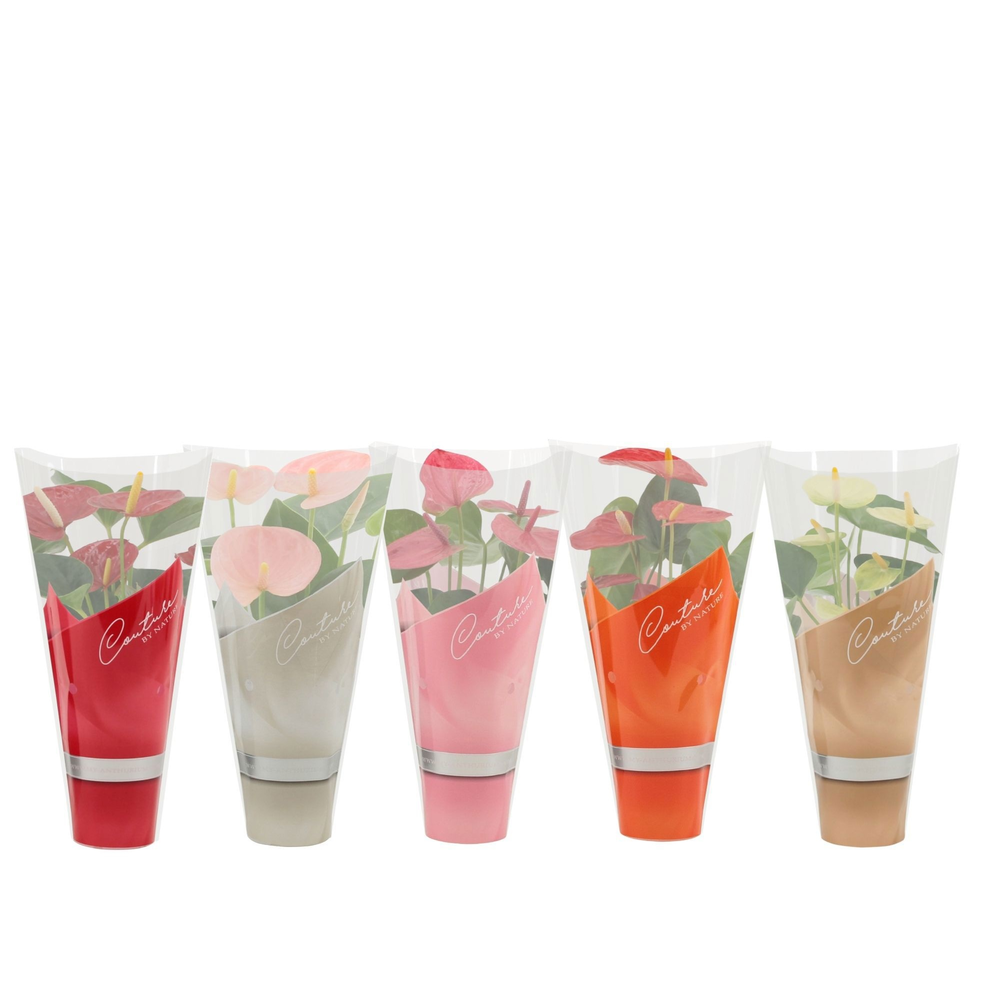 Anthurium 4 color mix in Couture sleeve.