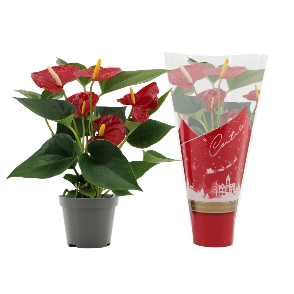 Anthurium Diamond Red in Couture Christmas sleeve.