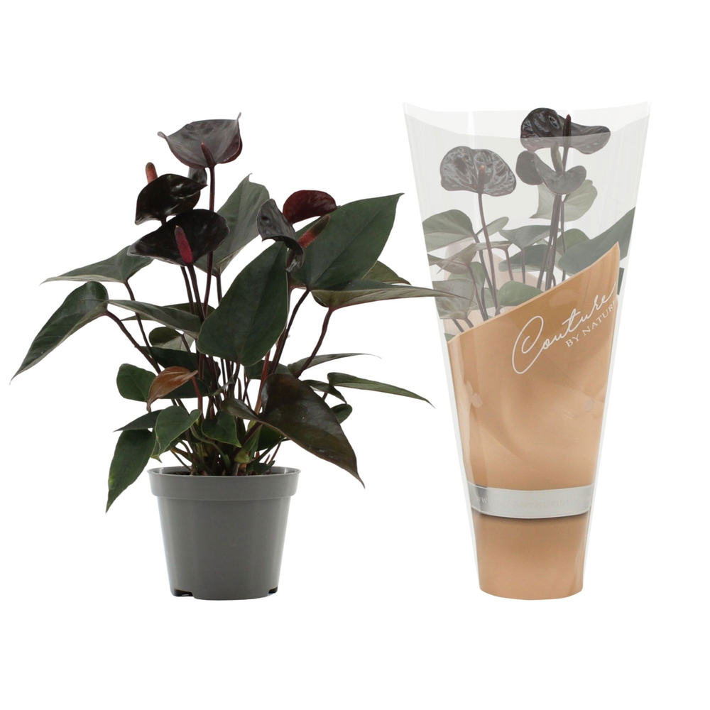 Anthurium Black Love in Couture sleeve.