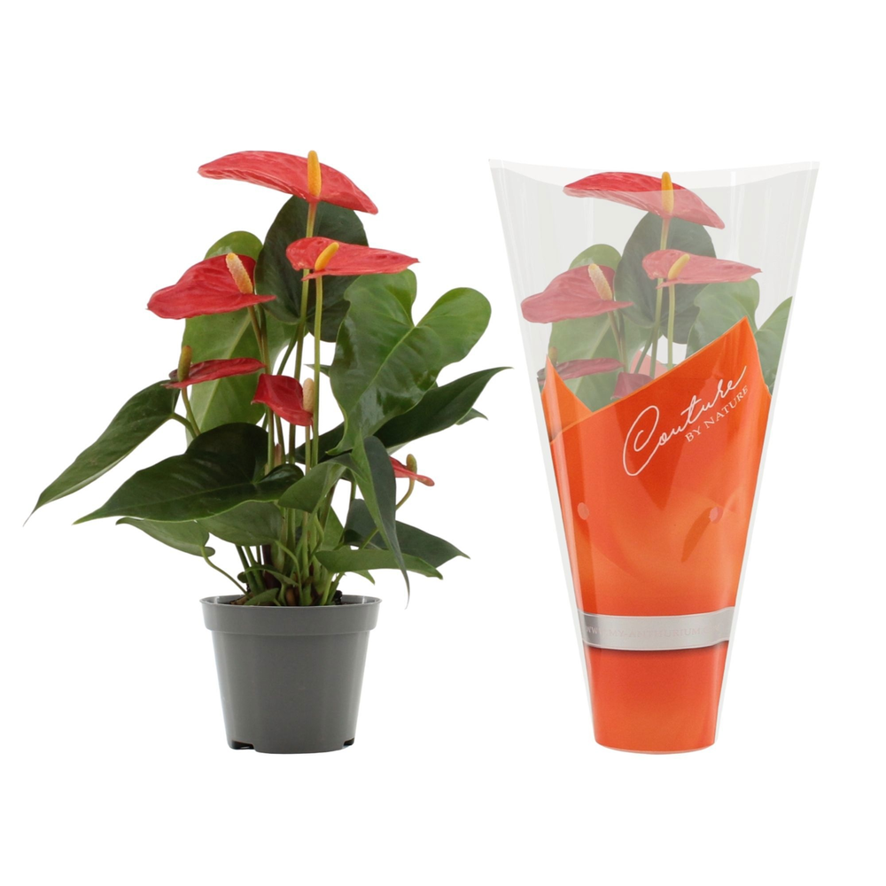 Anthurium Solara in Couture sleeve.
