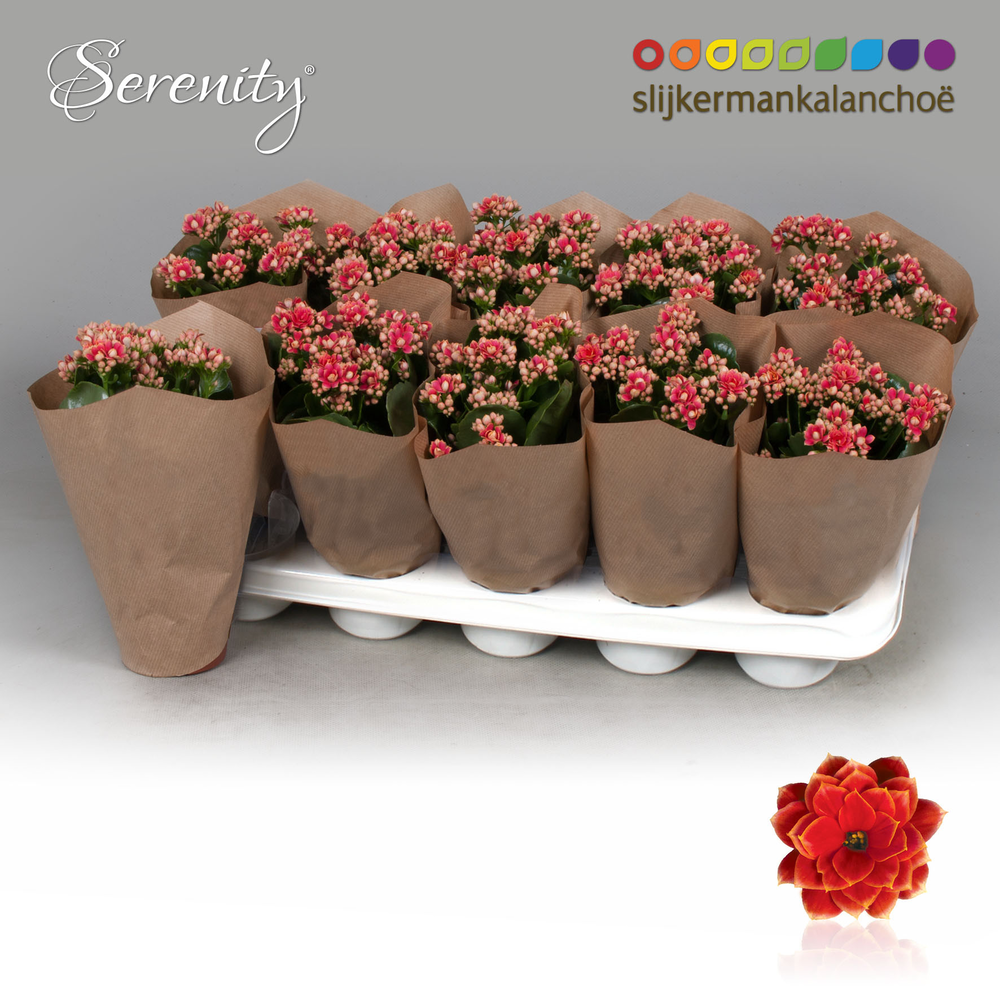 Kalanchoe Papersleeve - Serenity Red White.