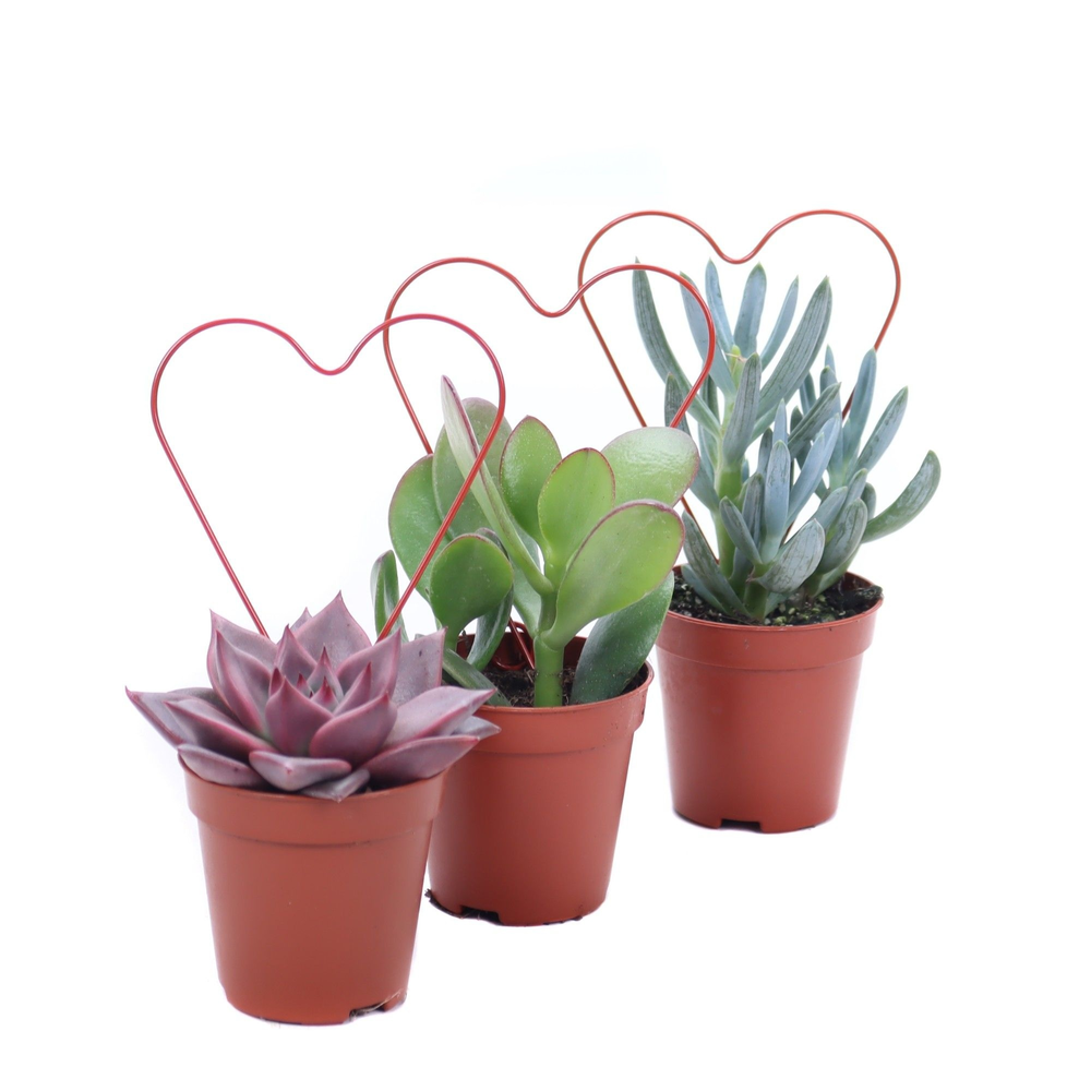 Succulent rood draad hart 5,5 cm.